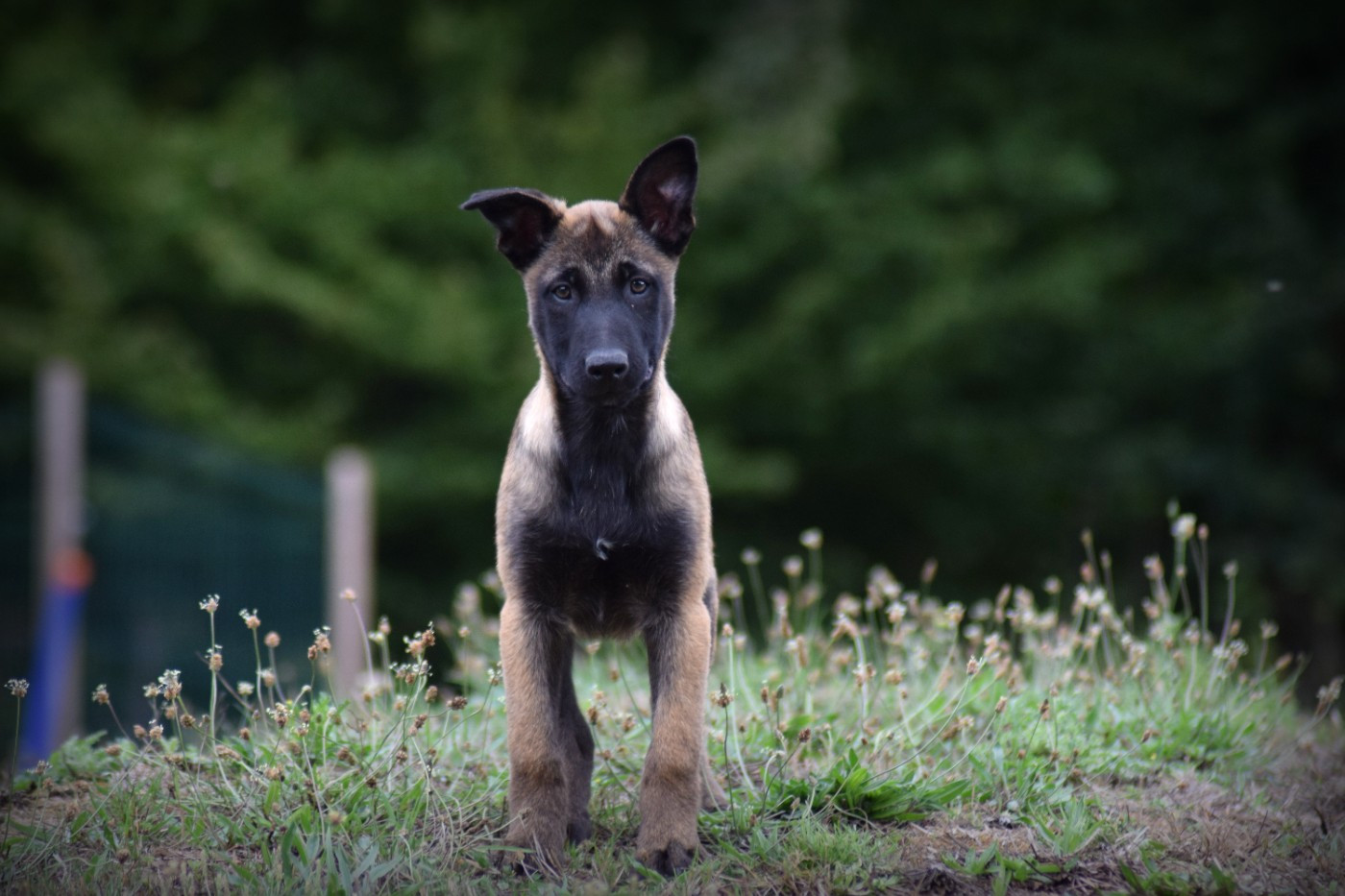 de la vallée Caid - Chiots disponibles - Berger Belge