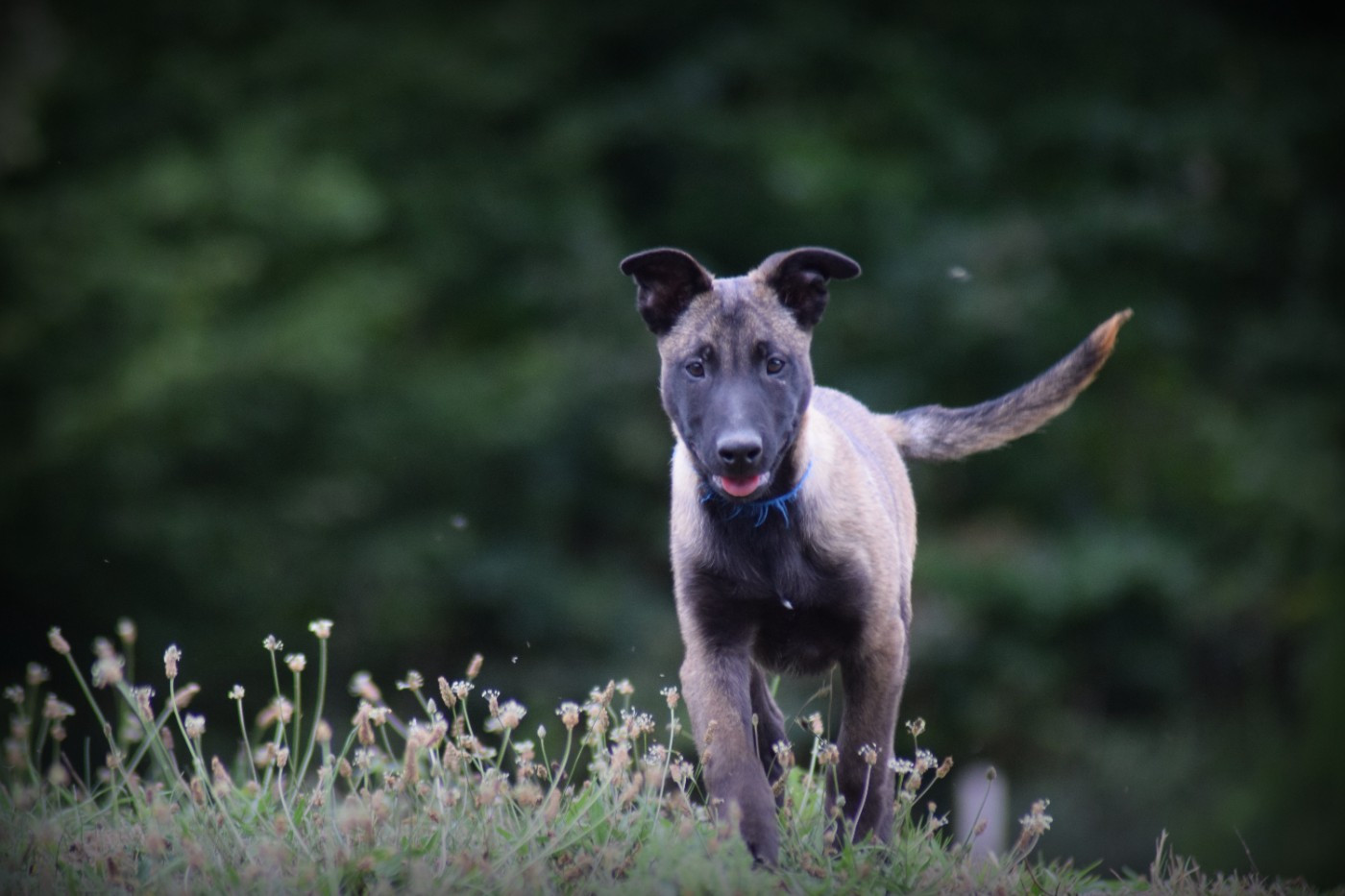 de la vallée Caid - Chiots disponibles - Berger Belge