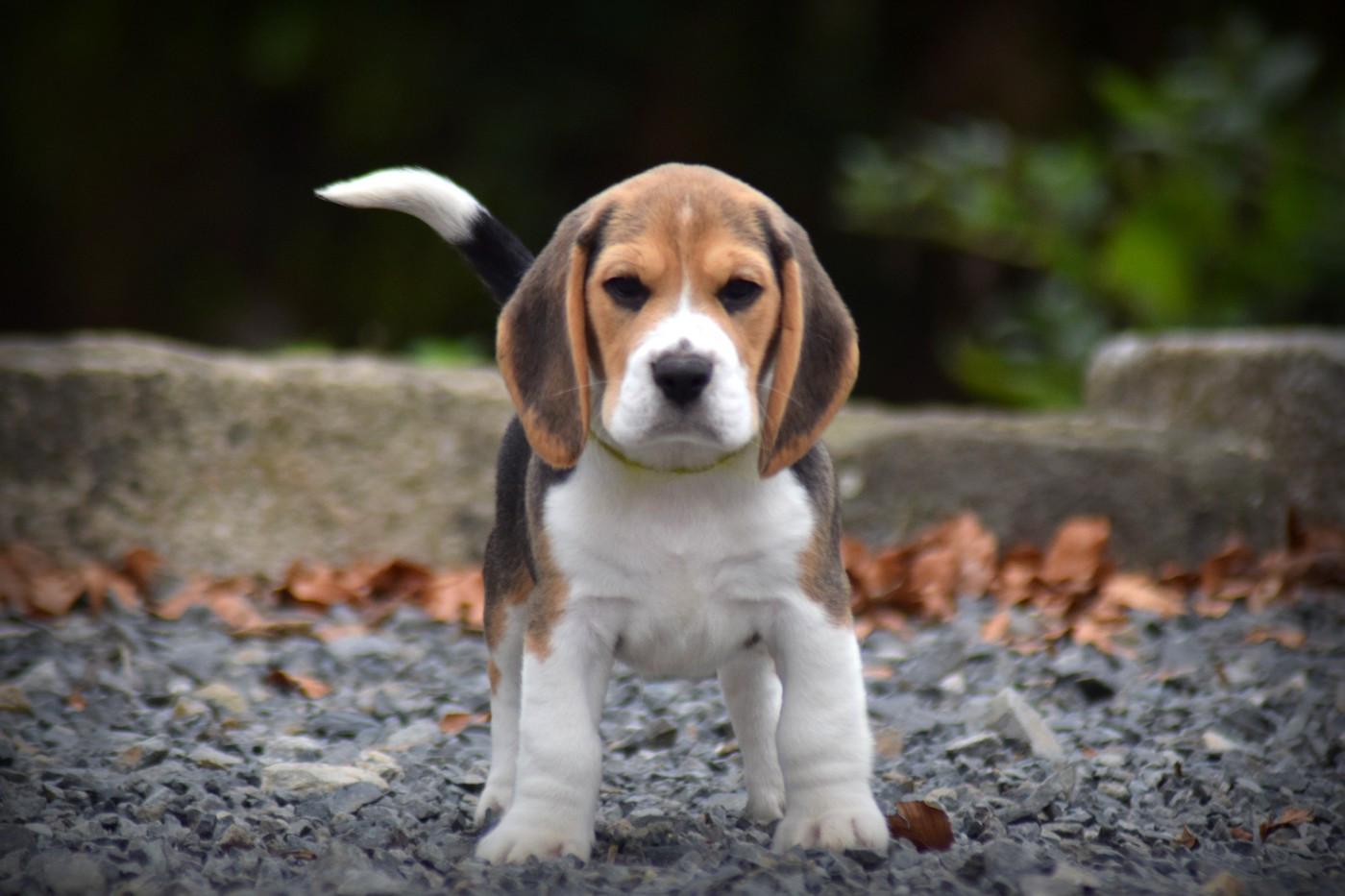 de la vallée Caid - Chiots disponibles - Beagle