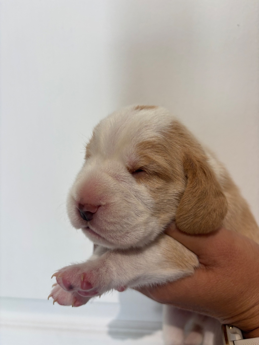 de la vallée Caid - Chiots disponibles - Beagle