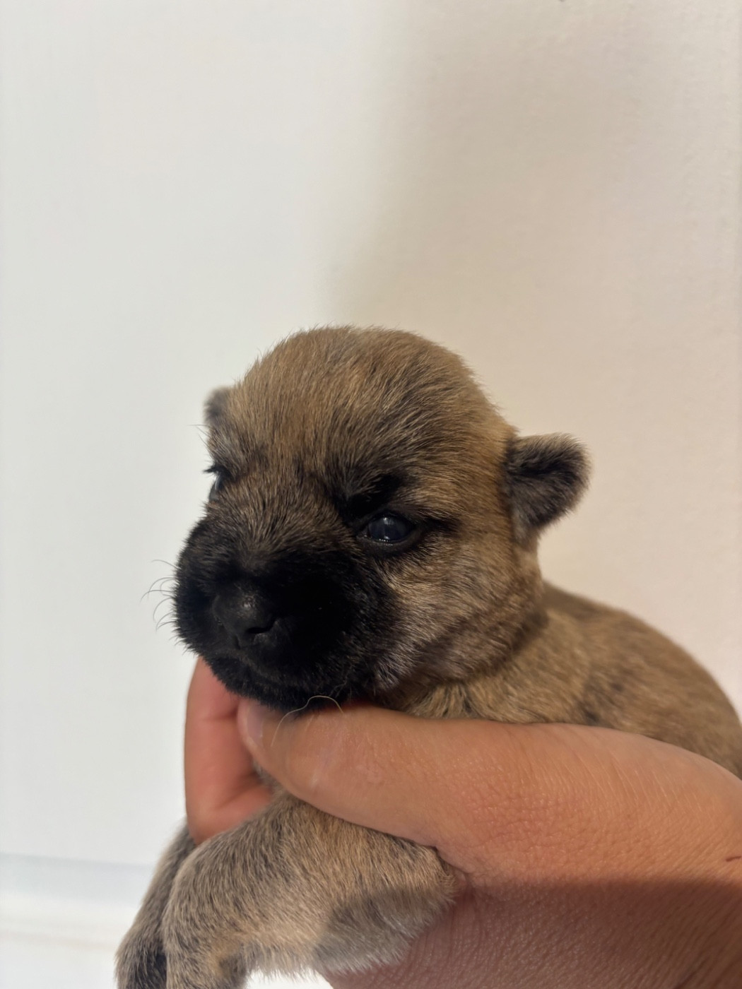de la vallée Caid - Chiots disponibles - Cairn Terrier