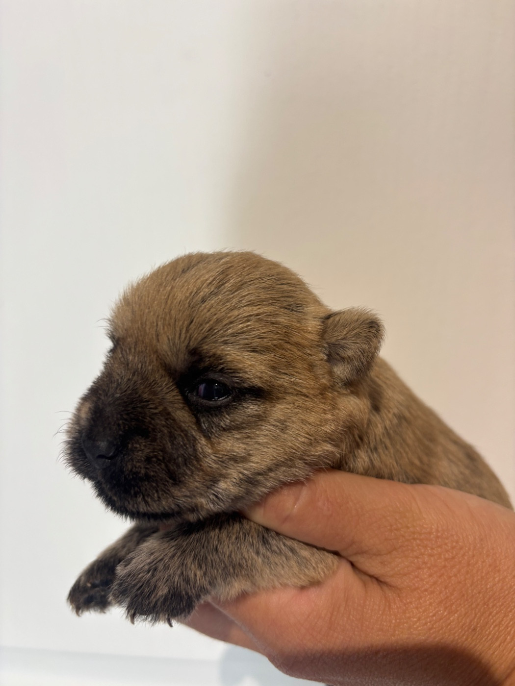 de la vallée Caid - Chiots disponibles - Cairn Terrier