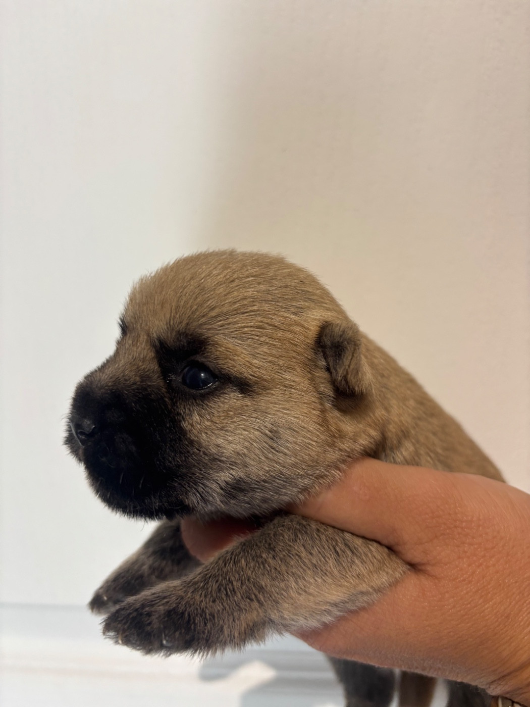 de la vallée Caid - Chiots disponibles - Cairn Terrier