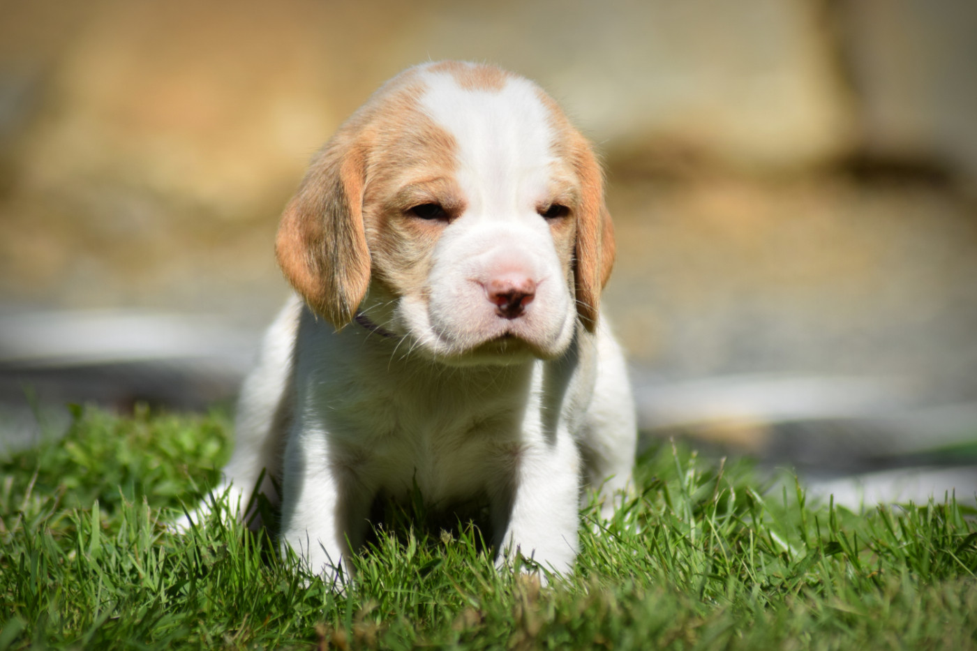 de la vallée Caid - Chiots disponibles - Beagle