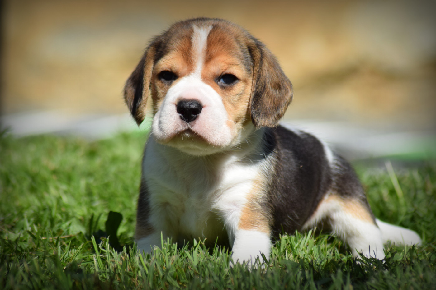 de la vallée Caid - Chiots disponibles - Beagle