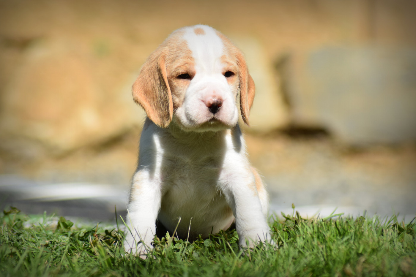 de la vallée Caid - Chiots disponibles - Beagle