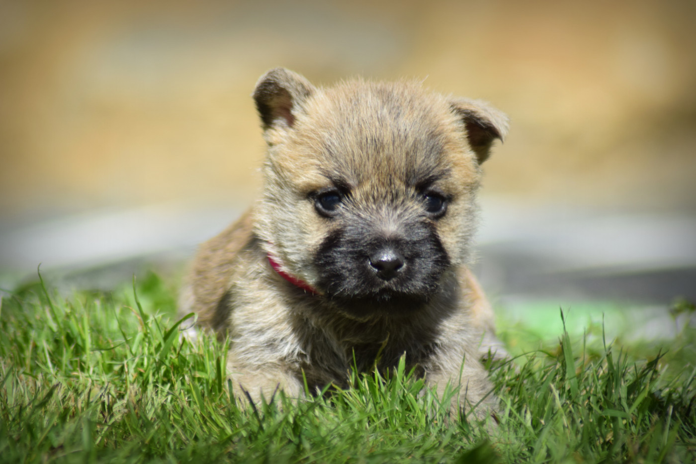 de la vallée Caid - Chiots disponibles - Cairn Terrier