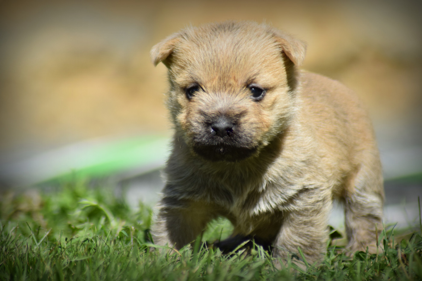 de la vallée Caid - Chiots disponibles - Cairn Terrier