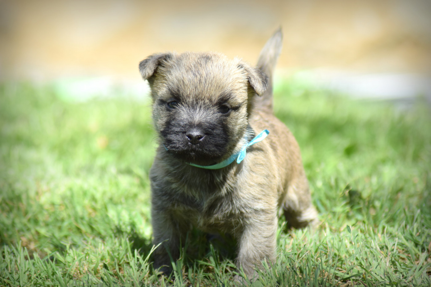 de la vallée Caid - Chiots disponibles - Cairn Terrier