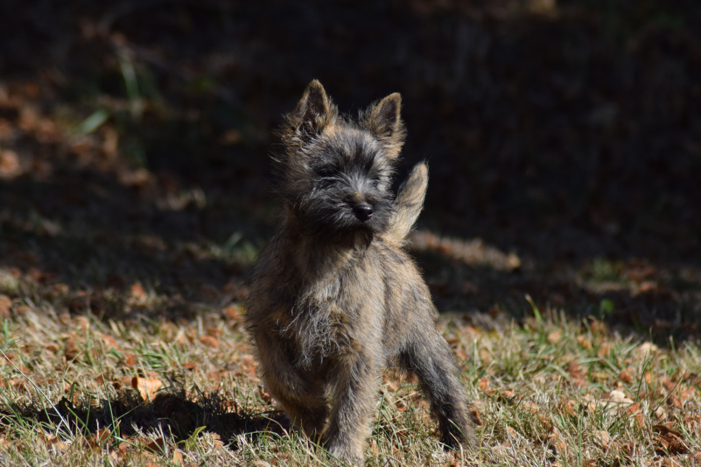 de la vallée Caid - Chiots disponibles - Cairn Terrier