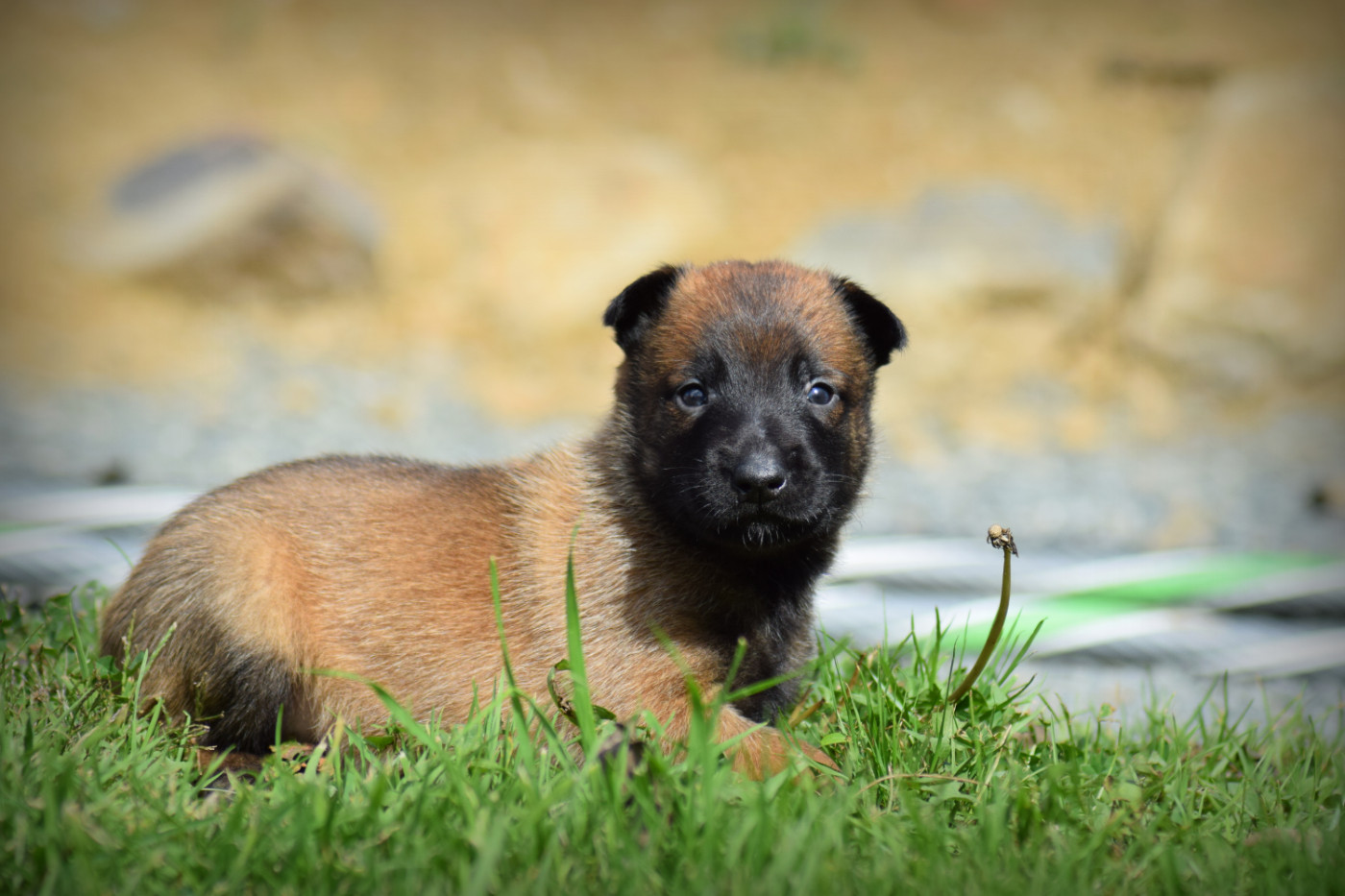 de la vallée Caid - Chiots disponibles - Berger Belge