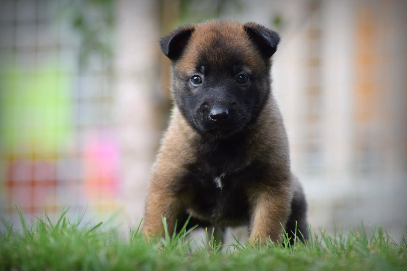 de la vallée Caid - Chiots disponibles - Berger Belge
