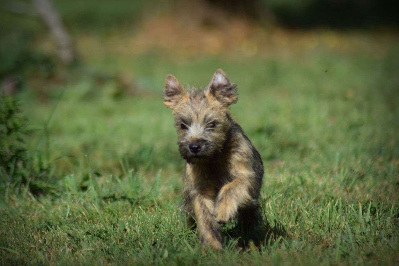 de la vallée Caid - Chiots disponibles - Cairn Terrier
