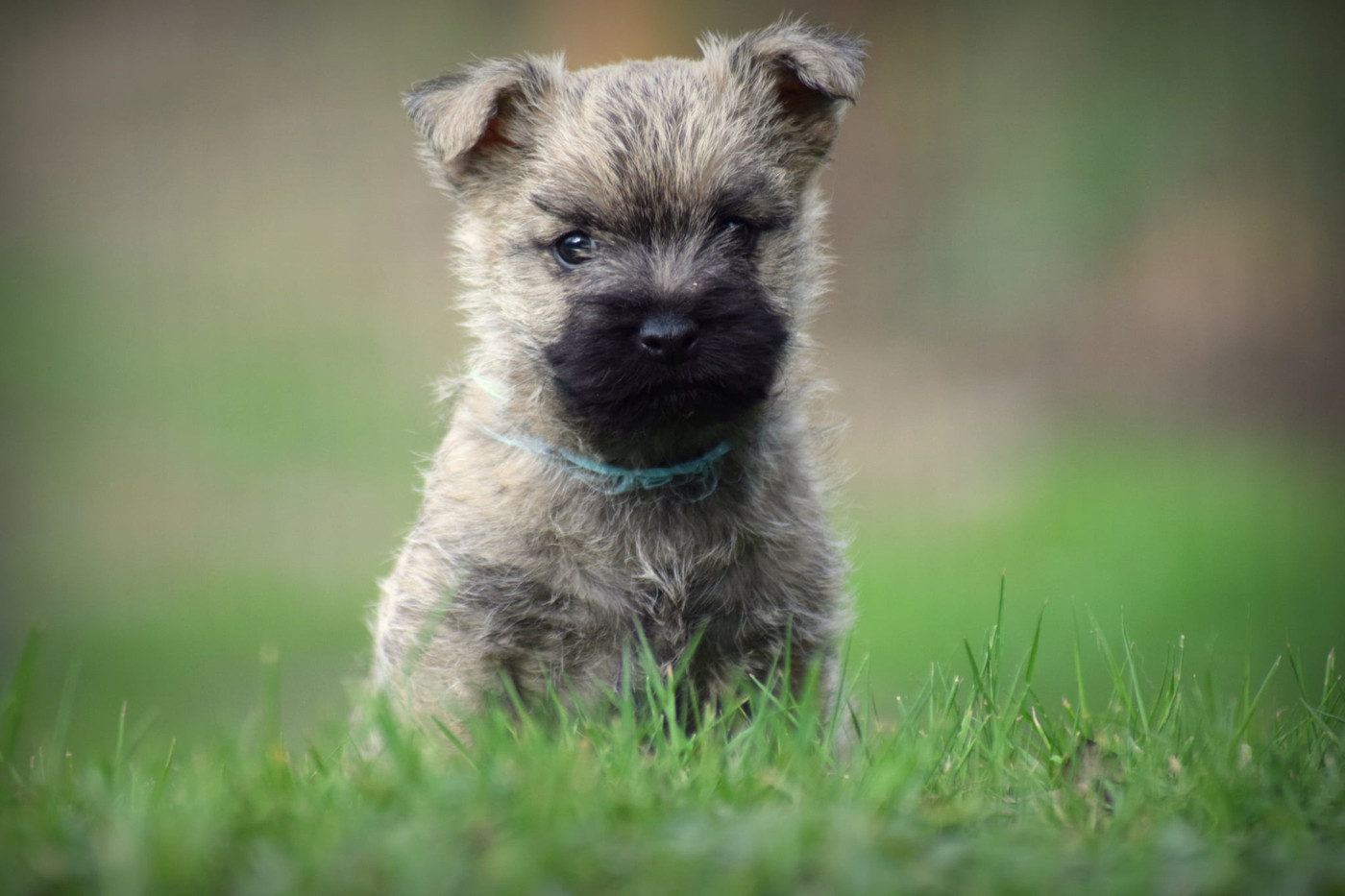 de la vallée Caid - Chiots disponibles - Cairn Terrier