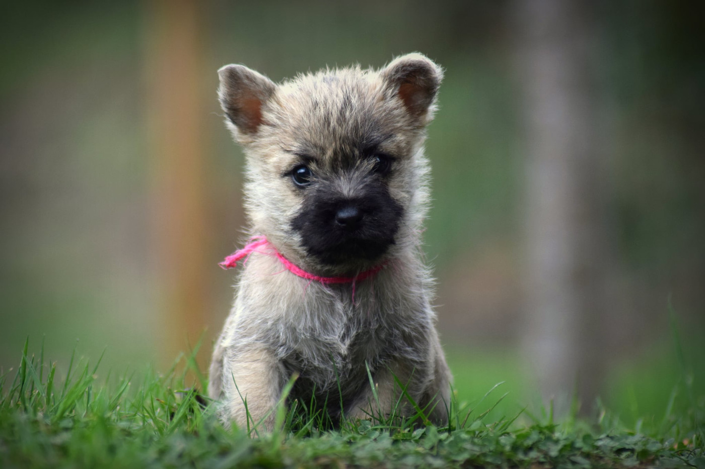 de la vallée Caid - Chiots disponibles - Cairn Terrier