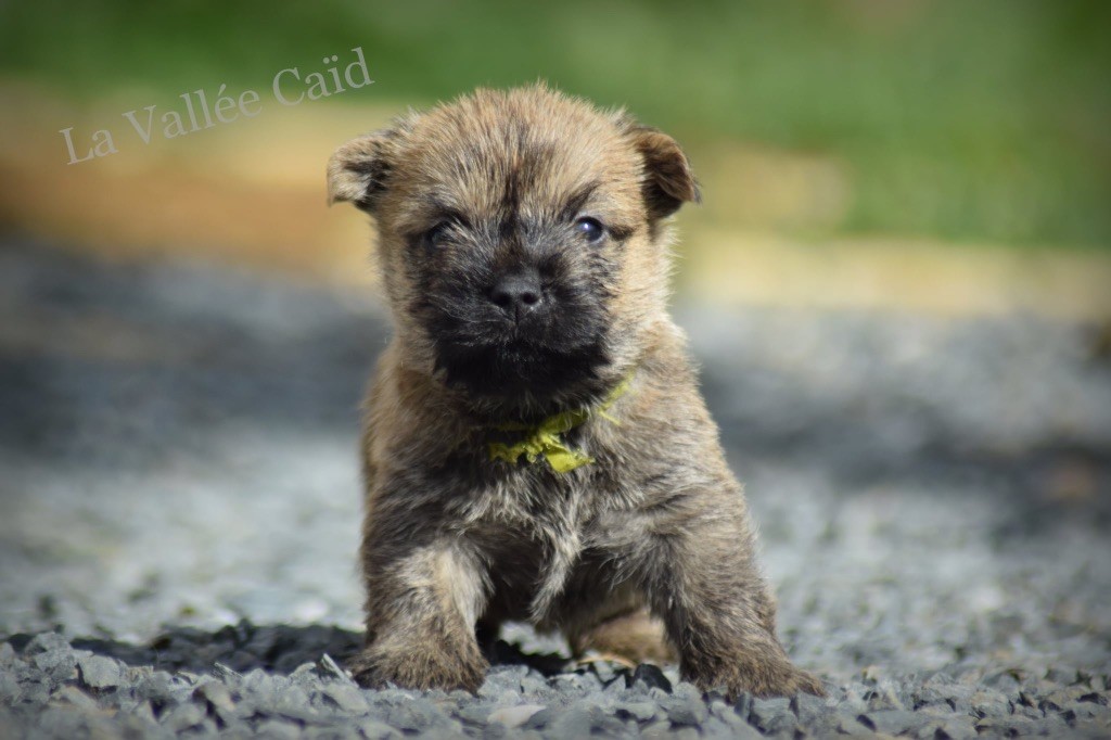 de la vallée Caid - Chiots disponibles - Cairn Terrier