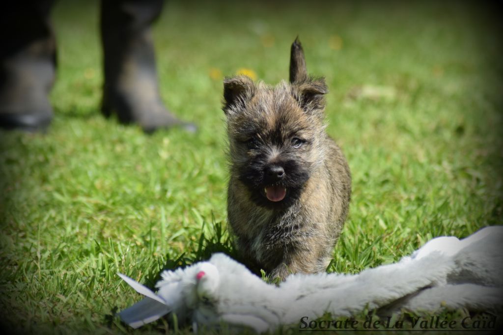 Chiot Cairn Terrier de la vallée Caid