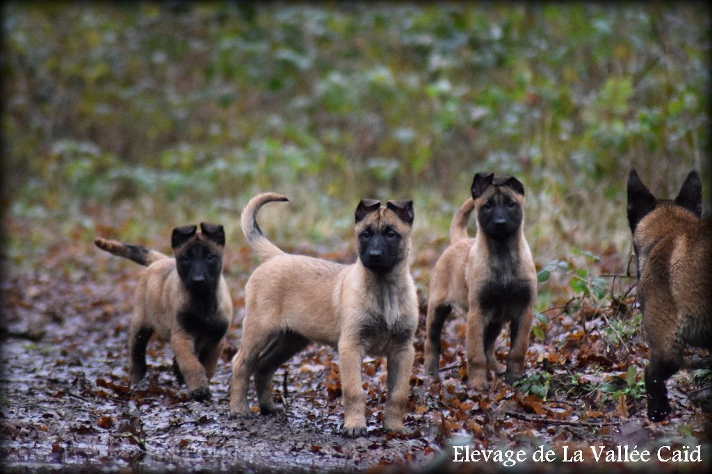Chiot Berger Belge de la vallée Caid
