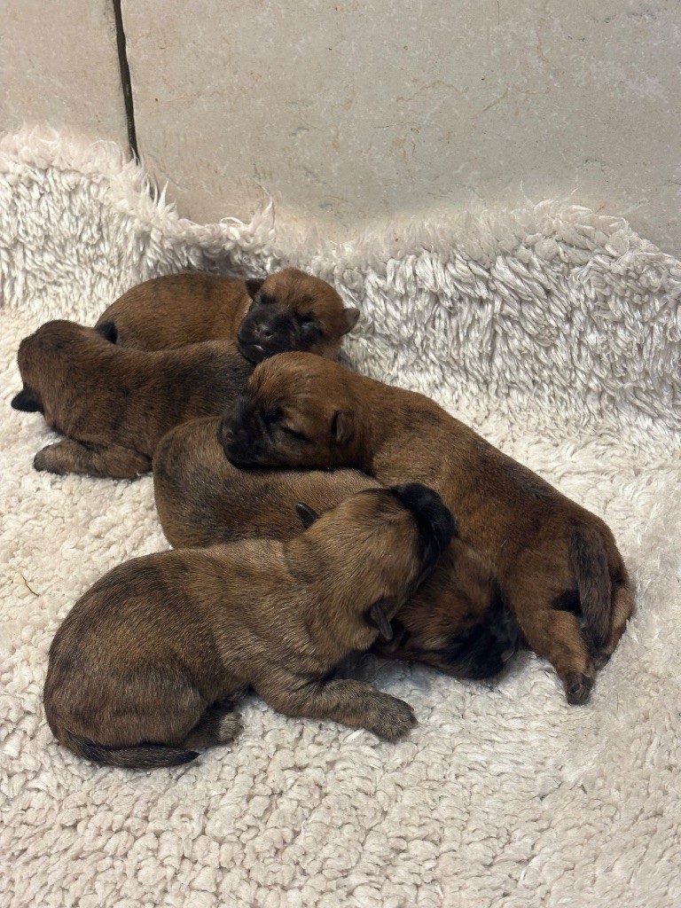 de la vallée Caid - Chiots disponibles - Cairn Terrier
