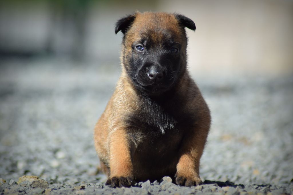 de la vallée Caid - Chiots disponibles - Berger Belge