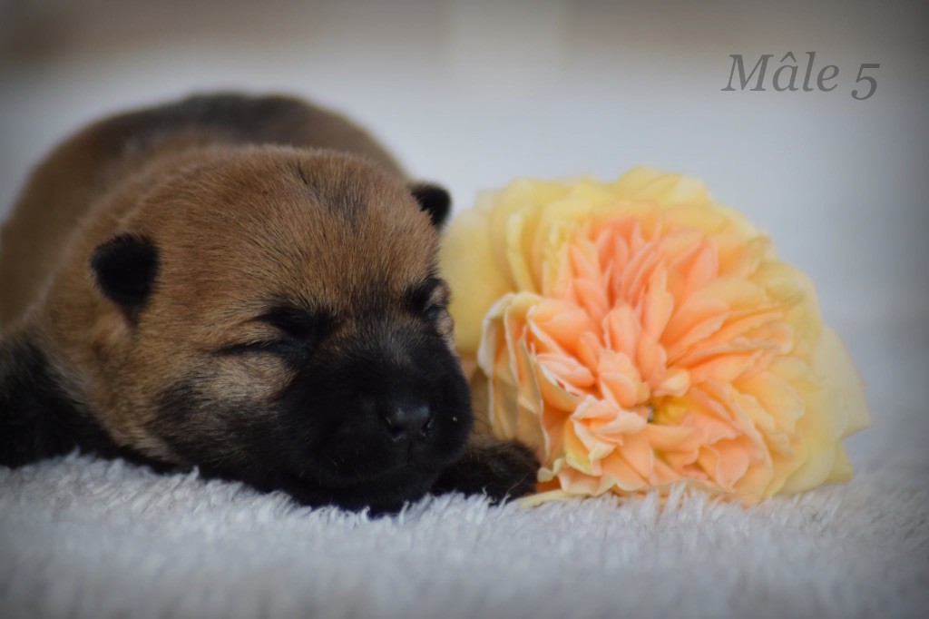de la vallée Caid - Chiots disponibles - Cairn Terrier