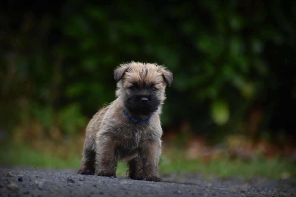 de la vallée Caid - Chiots disponibles - Cairn Terrier