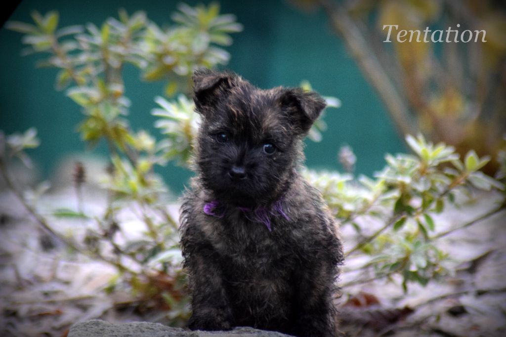 Chiot Cairn Terrier de la vallée Caid