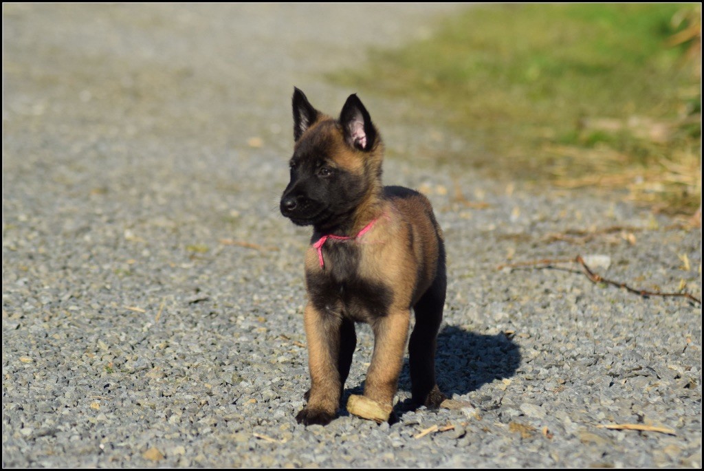 de la vallée Caid - Chiots disponibles - Berger Belge