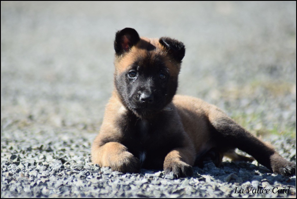 de la vallée Caid - Chiots disponibles - Berger Belge