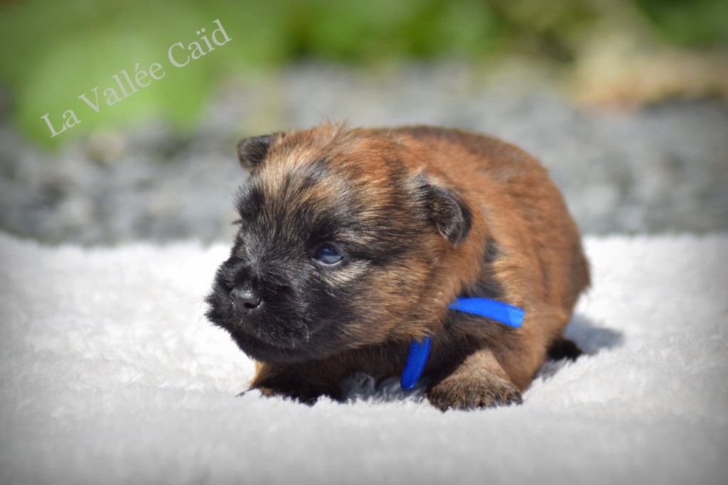 de la vallée Caid - Chiots disponibles - Cairn Terrier