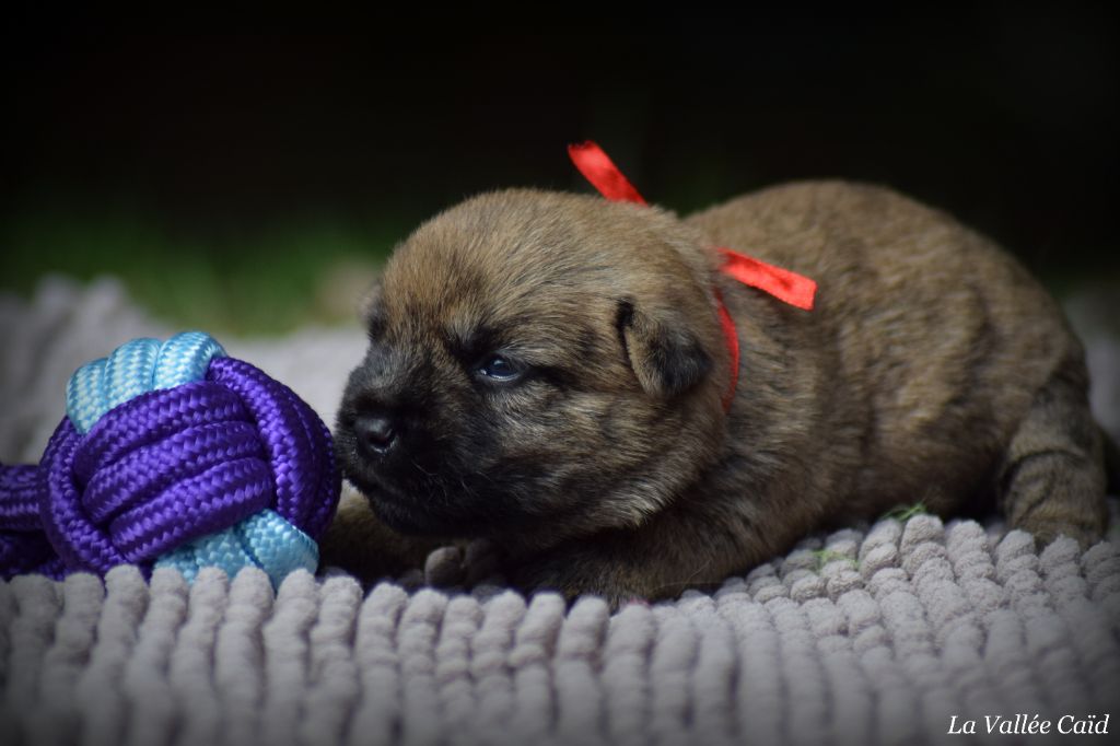 Chiot Cairn Terrier de la vallée Caid
