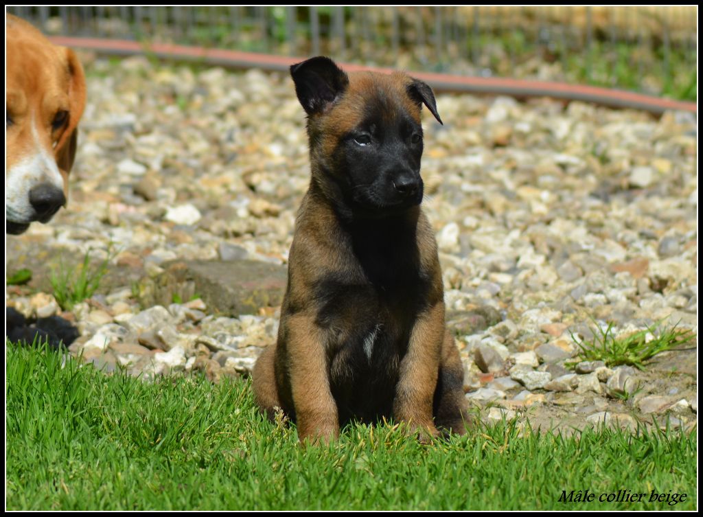Chiot Berger Belge de la vallée Caid