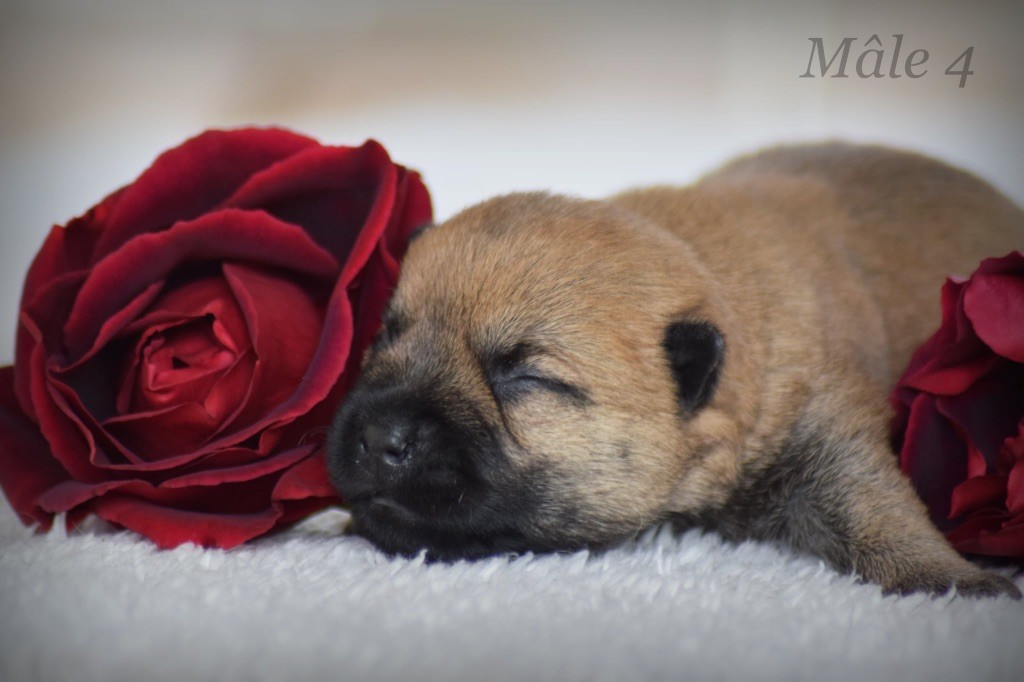 de la vallée Caid - Chiots disponibles - Cairn Terrier