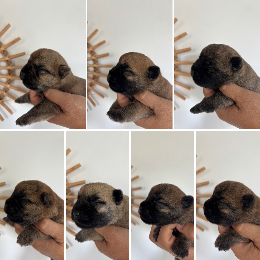 Chiot Cairn Terrier de la vallée Caid