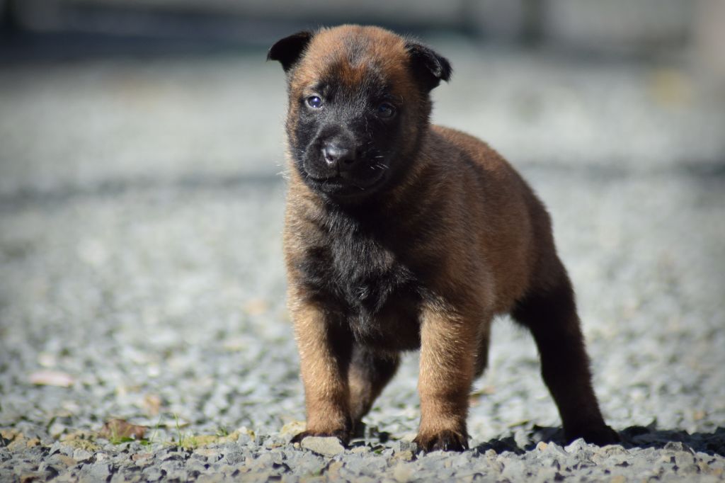 de la vallée Caid - Chiots disponibles - Berger Belge