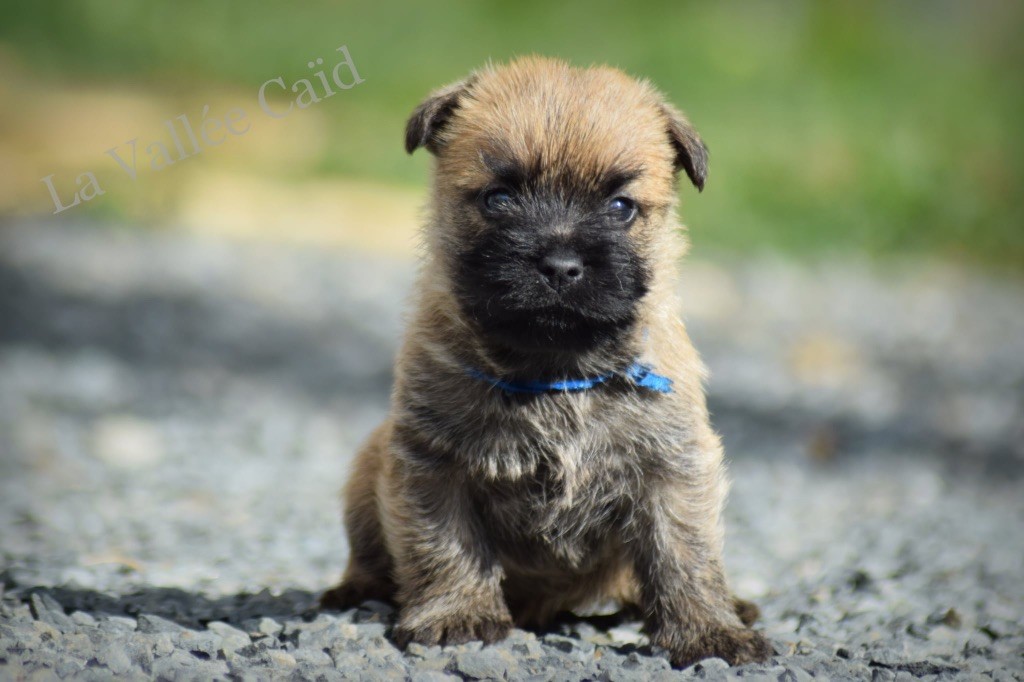 de la vallée Caid - Chiots disponibles - Cairn Terrier