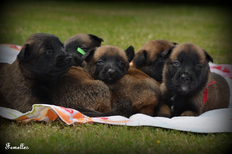 Chiot Berger Belge de la vallée Caid
