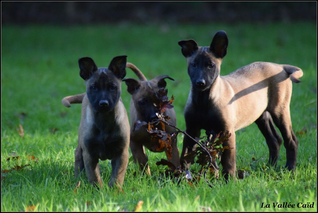 Chiot Berger Belge de la vallée Caid