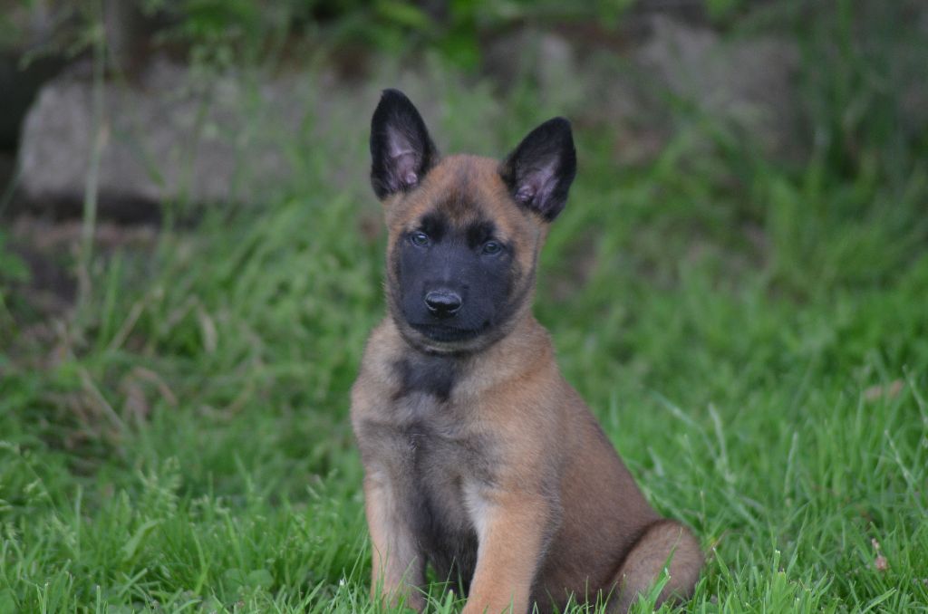 Chiot Berger Belge de la vallée Caid