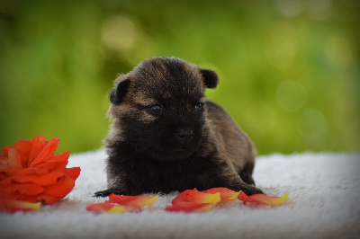 CHIOT
