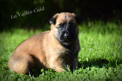 CHIOT