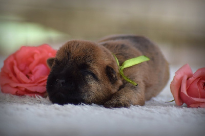 CHIOT