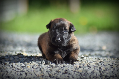 CHIOT