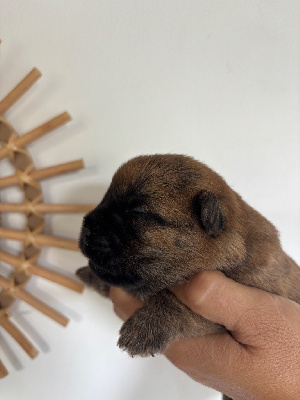 CHIOT