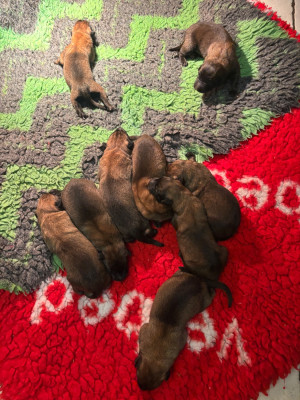 CHIOT 7