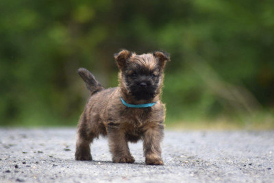 Chiot N°2