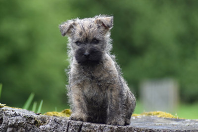 Baxter