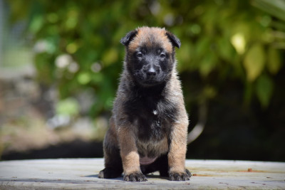 CHIOT 2