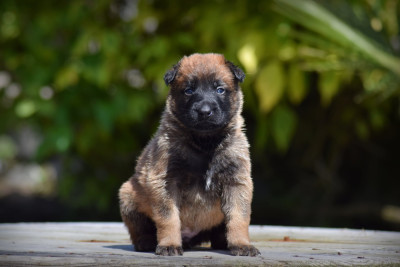 CHIOT 3