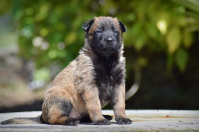 CHIOT 5